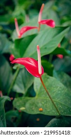 Flower In A Tropical Location