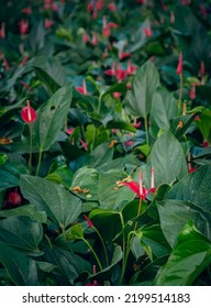 Flower In A Tropical Location