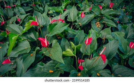 Flower In A Tropical Location