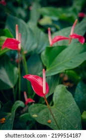 Flower In A Tropical Location