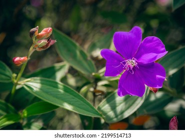 Flower In A Tropical Location