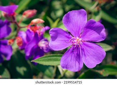 Flower In A Tropical Location