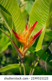 Flower In A Tropical Location