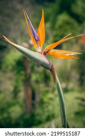 Flower In A Tropical Location