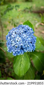 A Flower In A Tropical Location