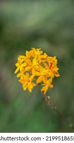 A Flower In A Tropical Location