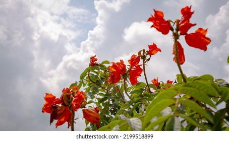 A Flower In A Tropical Location