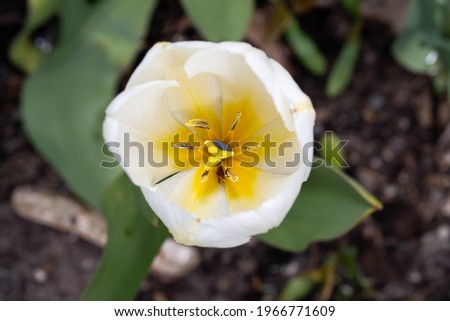 Flower tulip n the field closeup photo Foto stock © 