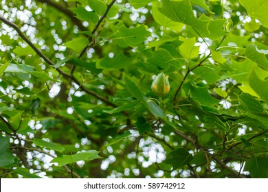 Flower of a tulip tree among branches with green leaves