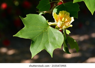 Flower of the tulip tree, Liriodendron tulipifera, in spring