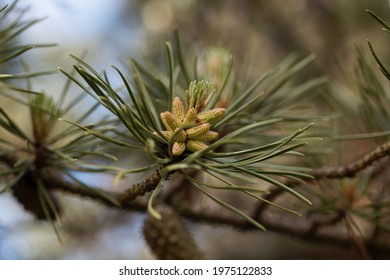 Flower Of A Twisted Pine Tree, Pinus Contorta 