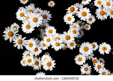 
A flower of unknown name