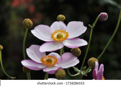 Flower and unripe seedheads Anemone hupehensis var. japonica (Japanese anemones) with yellow stamens and pink petals.