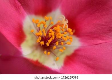 Flower Upclose Pollen Count Detail