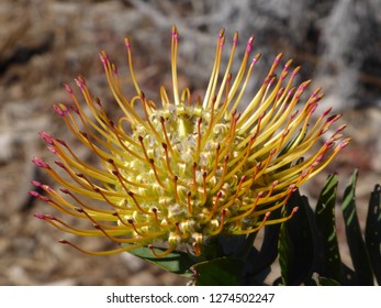 Flower, Upcountry Maui, Hawaii