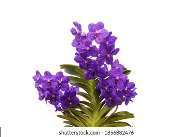 Vanda の画像 写真素材 ベクター画像 Shutterstock