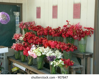 Flower Vendor