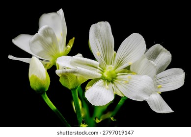 Flower of Venus flytrap (Dionaea muscipula) in full blooming