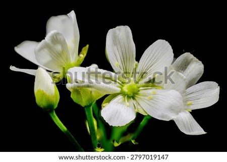 Flower of Venus flytrap (Dionaea muscipula) in full blooming