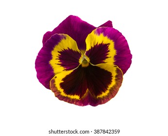 15,606 Viola tricolor Images, Stock Photos & Vectors | Shutterstock