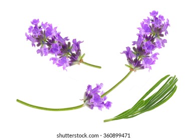 Flower Violet Lavender Herb Isolated On White Background.