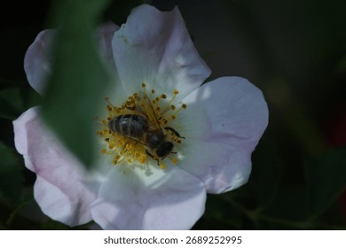 Flower visted by pollinator in spring