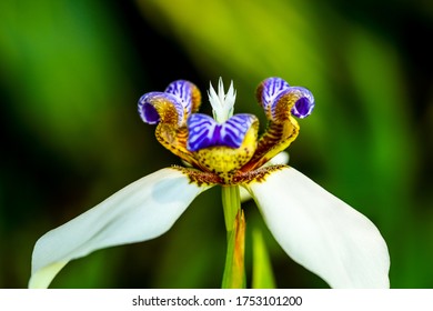 Walking Iris Images Stock Photos Vectors Shutterstock