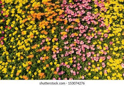 Flower Wall Background
