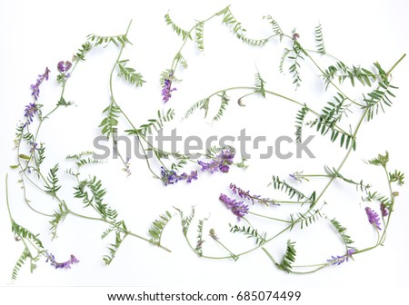 Wild flower pattern on white background