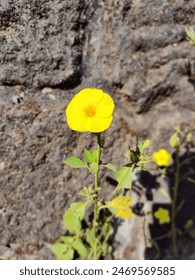 Flower for a wallpapers and lockscreen 