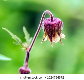 Flower Of A Water Avens