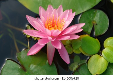 484,051 Water lily Stock Photos, Images & Photography | Shutterstock