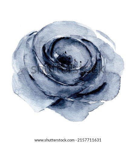 Flower watercolor painting, floral vintage illustration, navy blue rose. Decoration for greeting card, birthday, wedding design. Isolated on white background.
