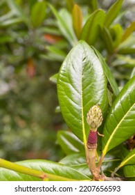 Flower From West Cork, Ireland