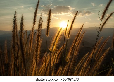 Flower When Sunset