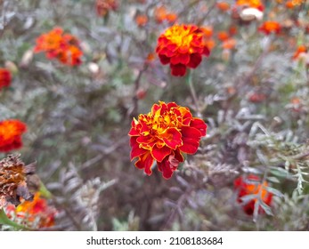 The flower which is found in almost all part of world