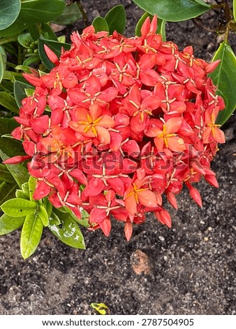 Flower which is roundish wit nice red orange colors