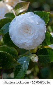 Flower Of White Camellia Japonica Mathotiana Alba