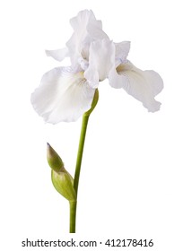 Flower Of White Iris On A White Background