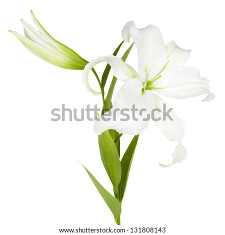 Flower white isolated over white