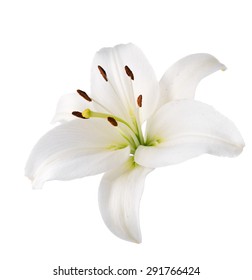 Flower White Lily. Isolated.