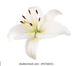 Flower White Lily. Isolated.