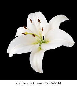 Flower White Lily. Isolated.