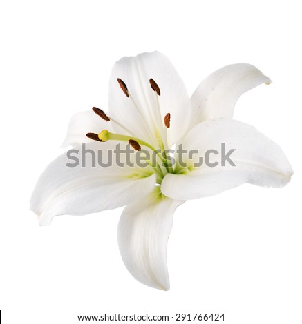 Flower white lily. Isolated.
