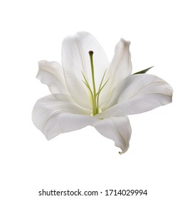 Flower White Lily Isolated On White Background