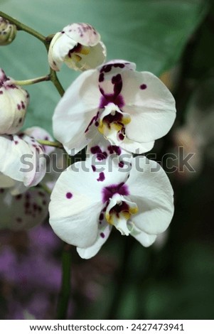 Flower white with purple interspersed the Orchid a close up macro on a motley bright background vertically. Orchidaceae. Copy space 