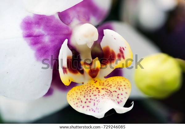 Flower - White\
/ Purple Moon Orchid (Macro close up) showing, Column, stigmatic\
surface, pollinia and anther cap against  a blur Yellow Petals , at\
Cloud Forest Dome,\
Singapore.