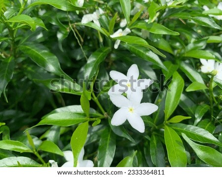 flower whiteflower green beautiful background