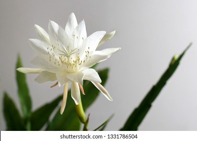 Epiphyllum Anguliger Images Stock Photos Vectors Shutterstock