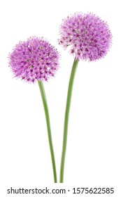 The Flower Of Wild Garlic Isolated On White Background.